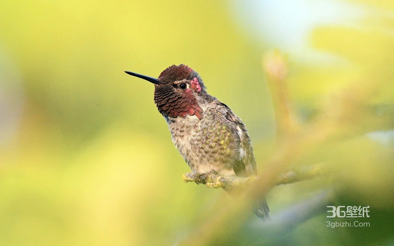 红颈鳞羽蜂鸟·写实唯美风 自然生态电脑壁纸1