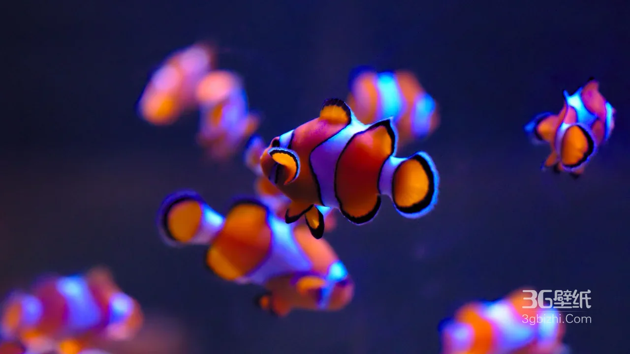 小丑鱼·梦幻霓虹海洋风 治愈系电脑壁纸精选1