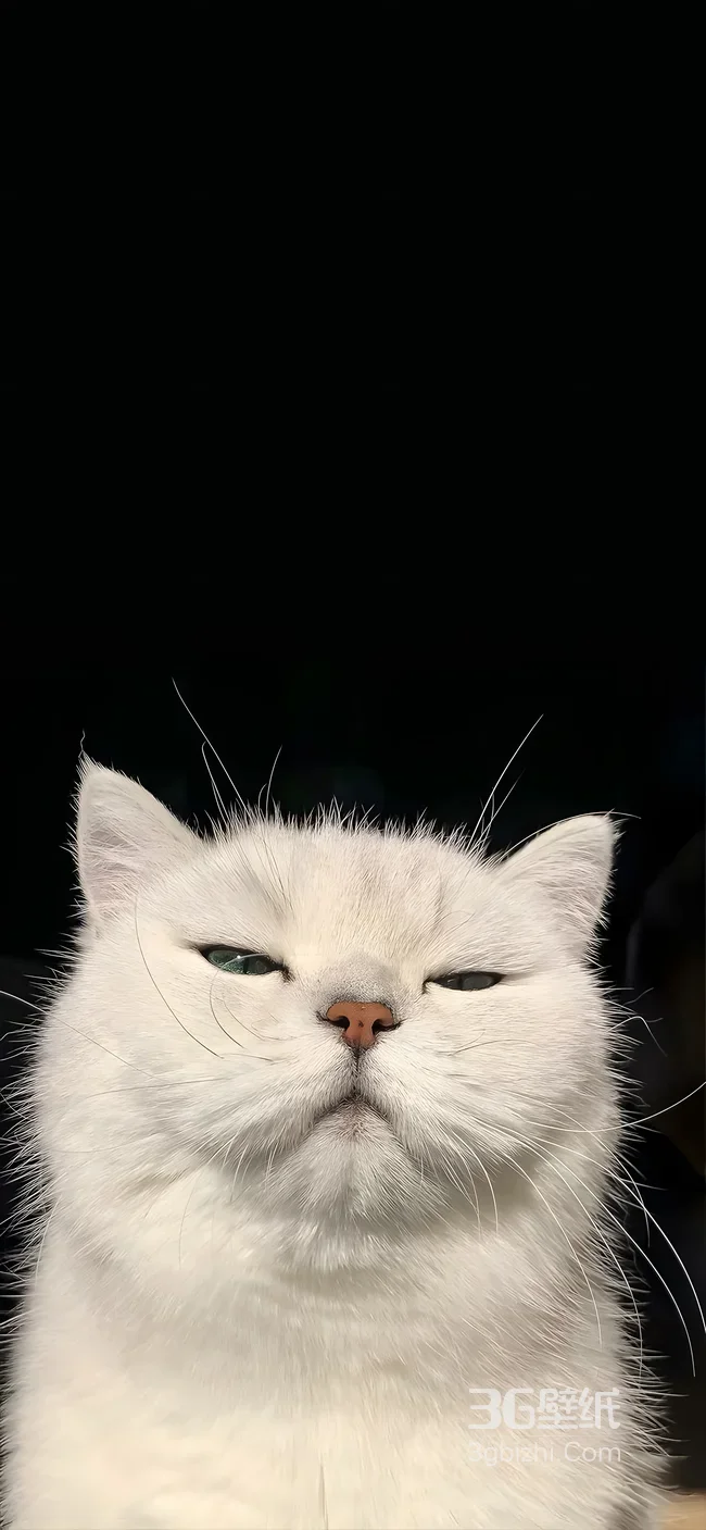 傲娇白猫咪·写实风 高冷氛围感手机壁纸热款1