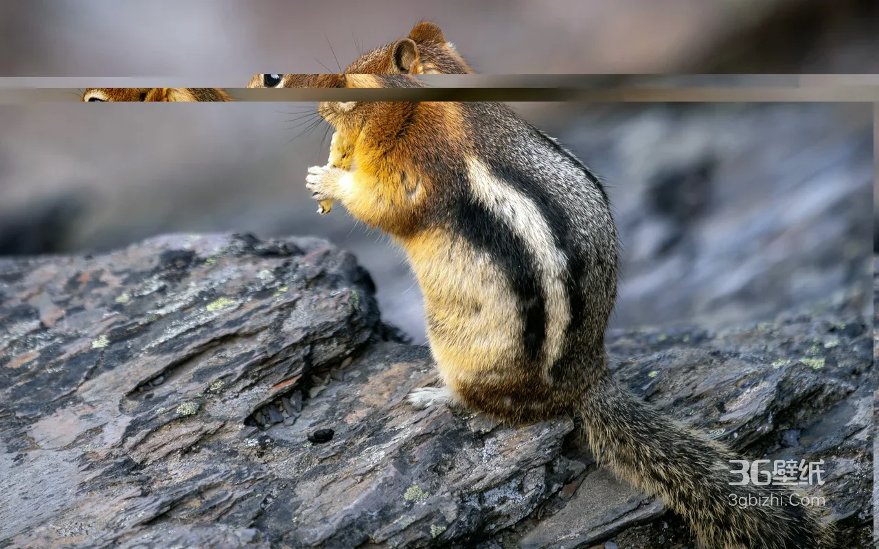花栗鼠持食而立·写实自然风 岩石场景电脑壁纸1
