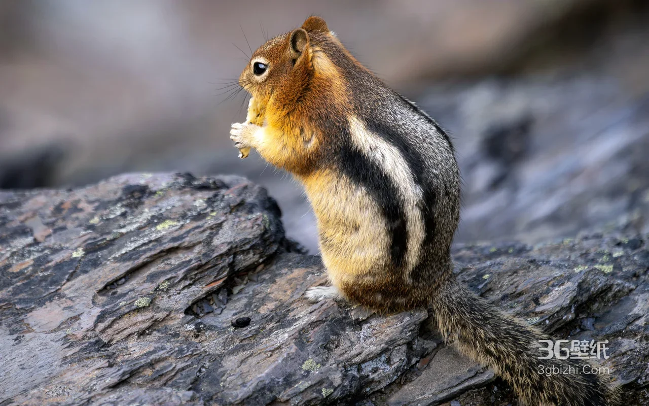 花栗鼠持食而立·写实自然风 岩石场景电脑壁纸1