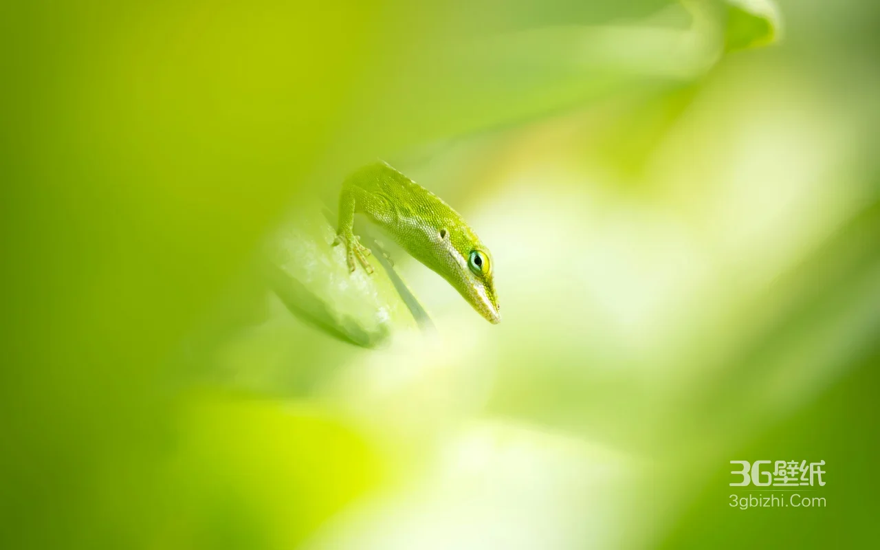 翠绿蜥蜴·清新自然风 自然微距电脑壁纸1
