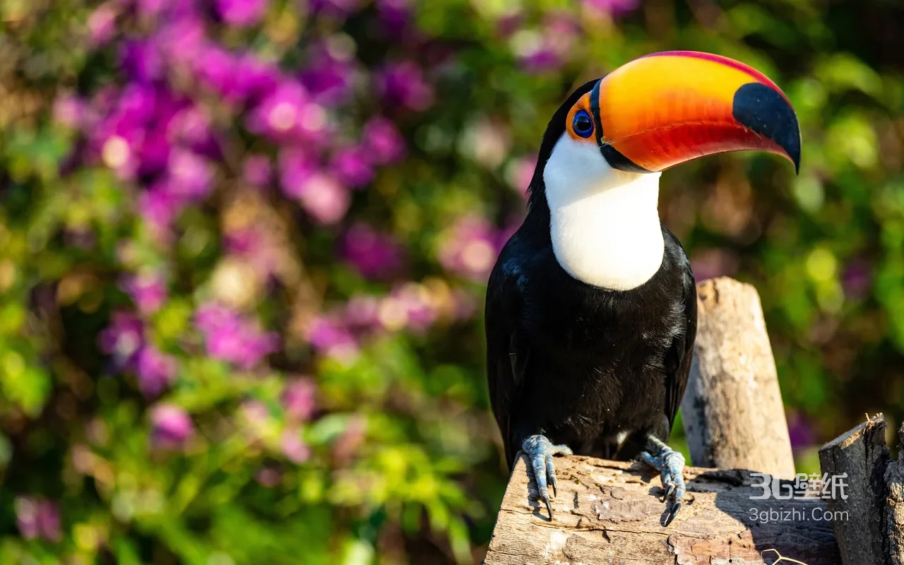 托哥巨嘴鸟·写实清新风 热带自然鸟类电脑壁纸精选1