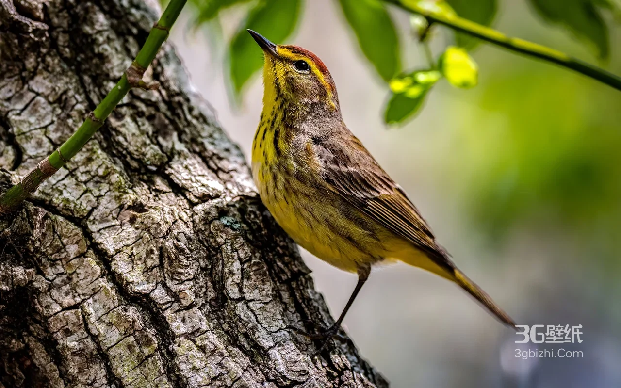 黄腹红顶林莺·写实自然风 林间雀鸟高清桌面背景1