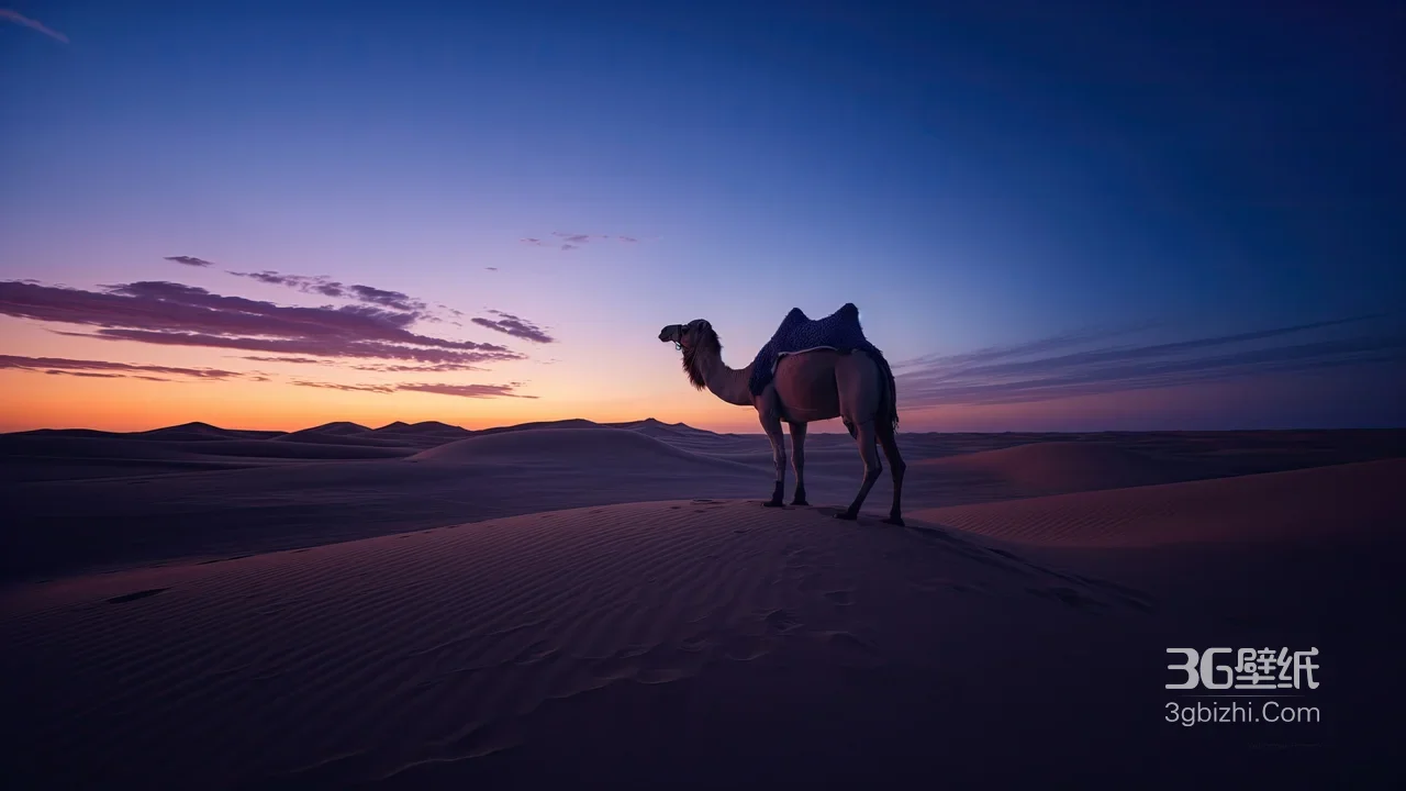沙漠骆驼·唯美写实风 黄昏沙丘意境电脑壁纸1