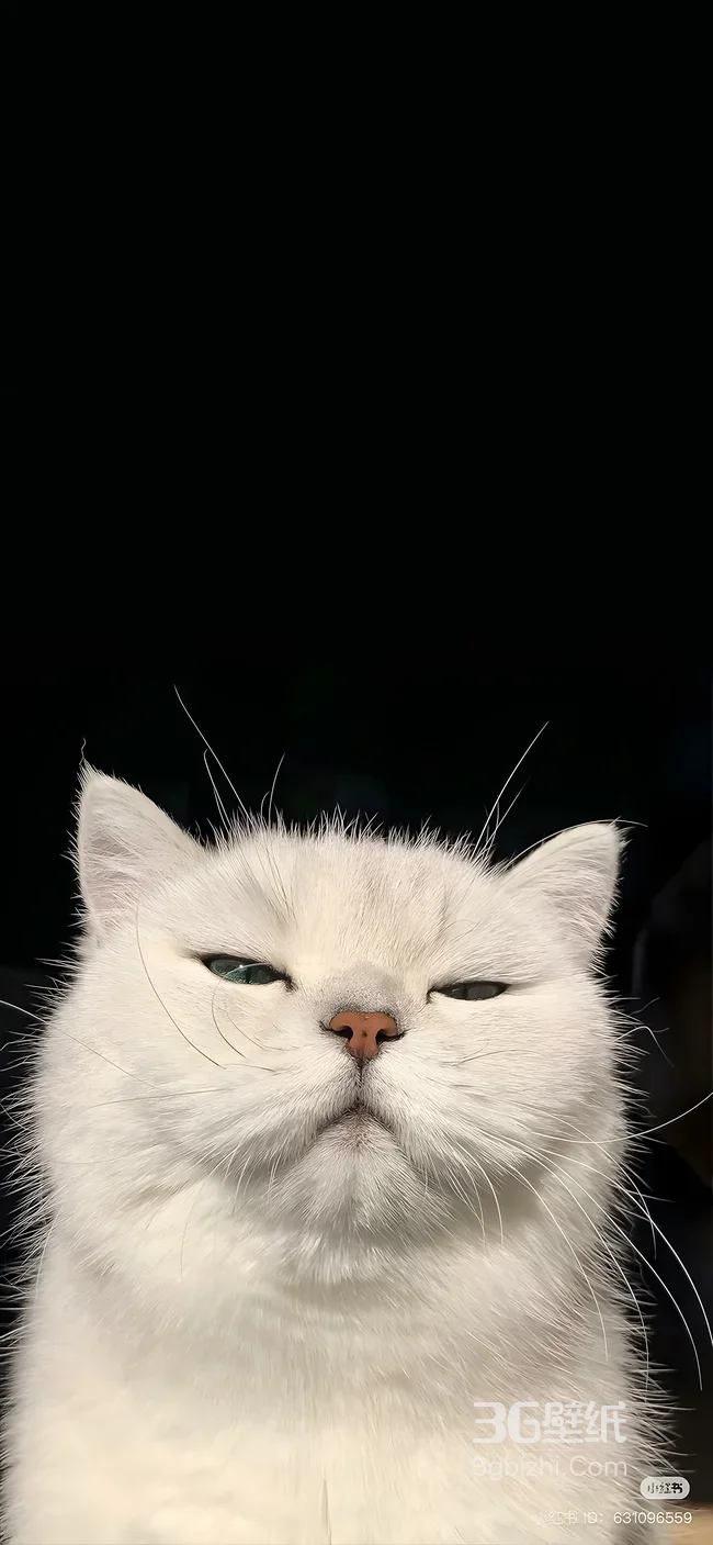 傲娇神情白色猫咪·写实治愈风 治愈系宠物猫壁纸1