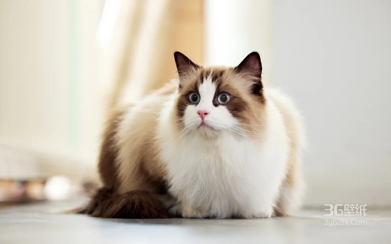 布偶猫·清新治愈风 温顺蓝眼长毛猫电脑桌面背景1