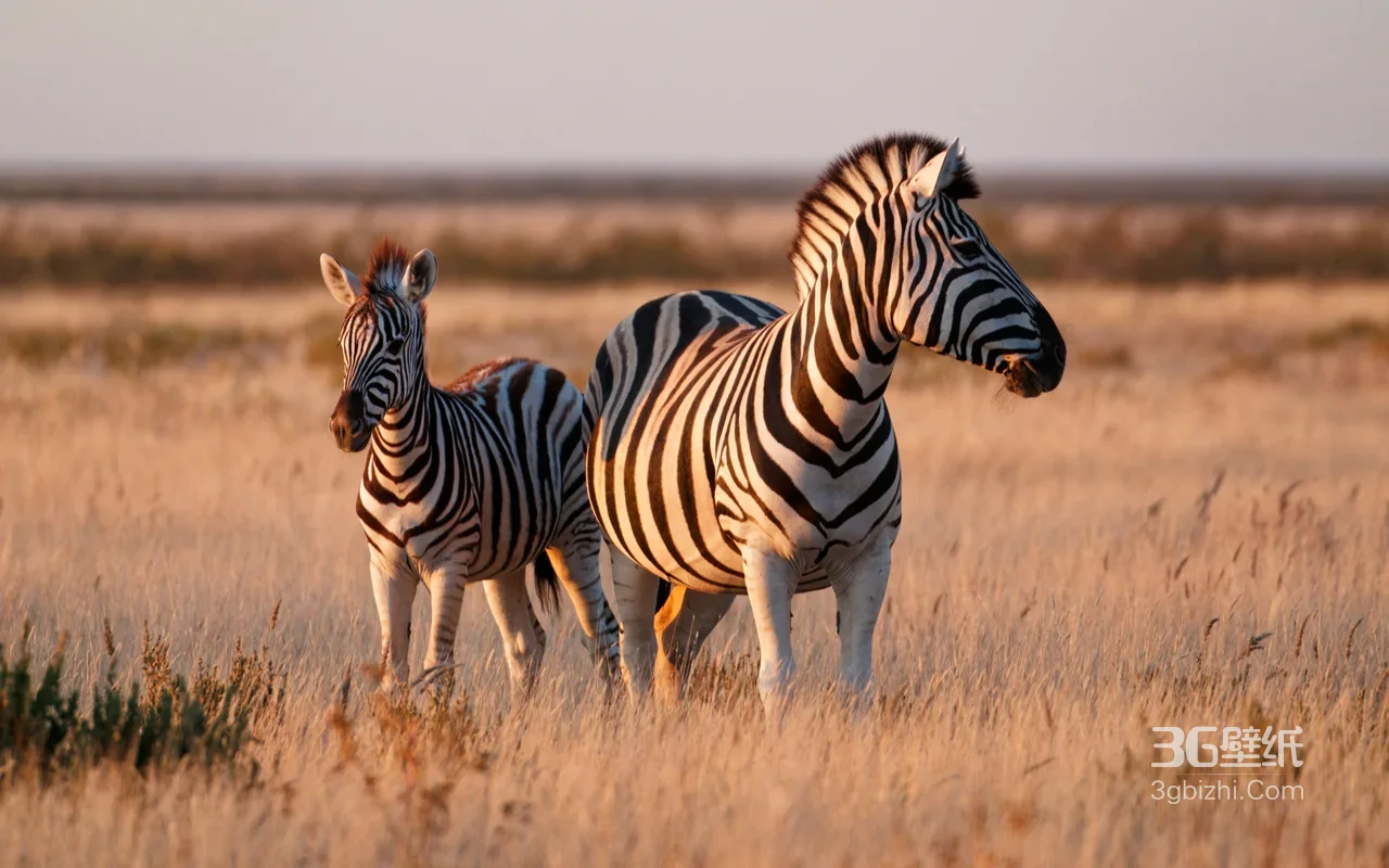草原黄昏斑马母子·写实自然风电脑壁纸精选1