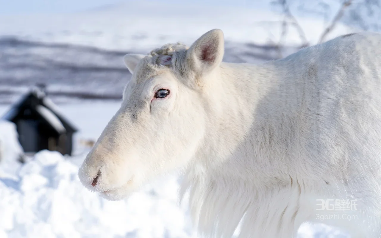 白色驯鹿·写实唯美雪地场景 冬季自然动物电脑壁纸1