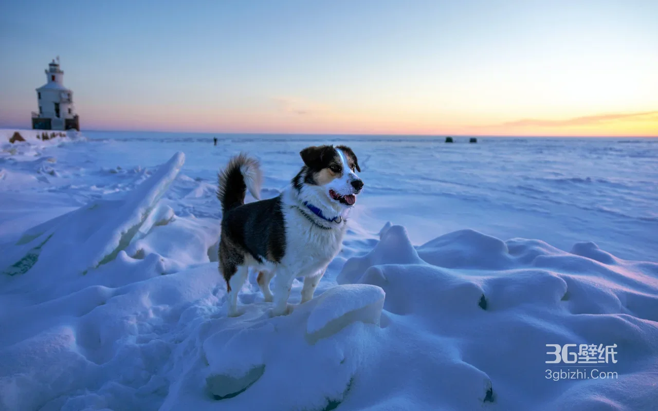 雪地灯塔旁萌犬伫立·唯美冬日黄昏 电脑壁纸1