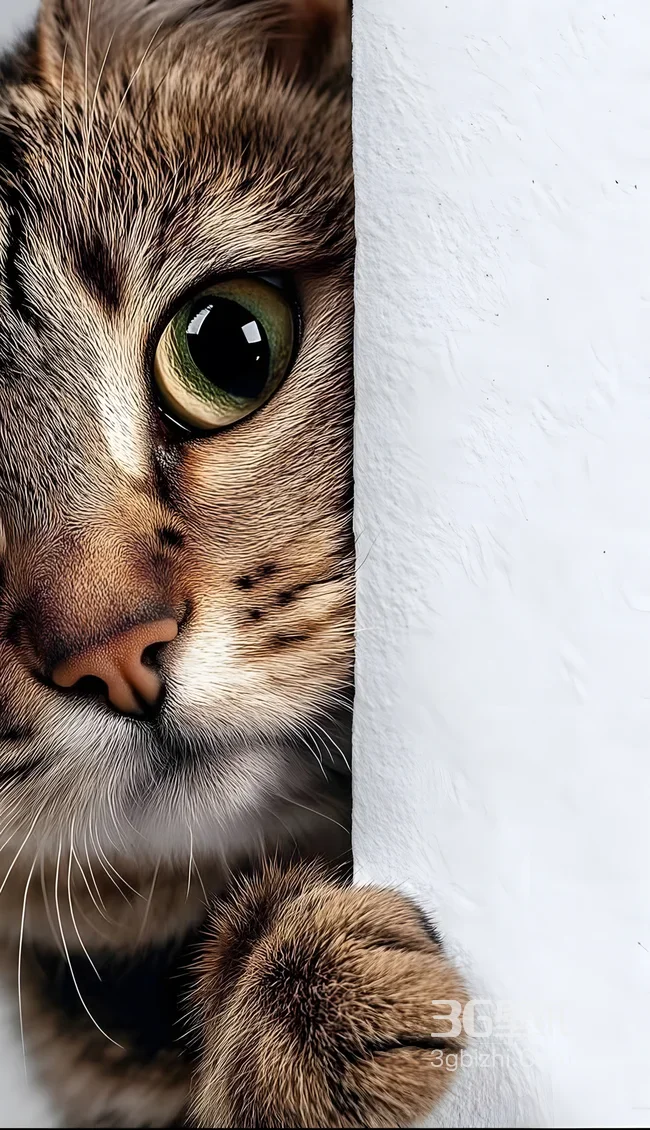 写实风萌趣猫咪·探头凝视 治愈系宠物手机壁纸1