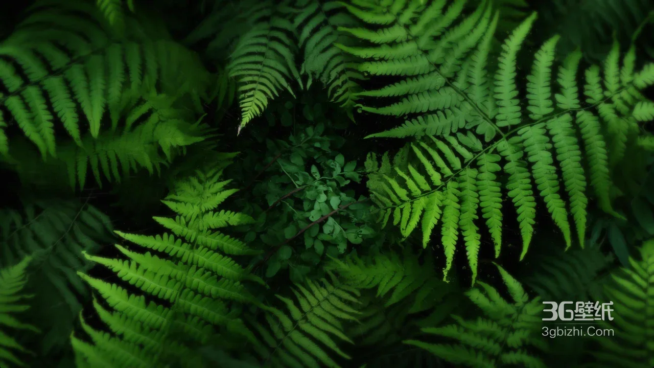 翠绿蕨类枝叶·森系暗黑风·自然清新电脑壁纸1