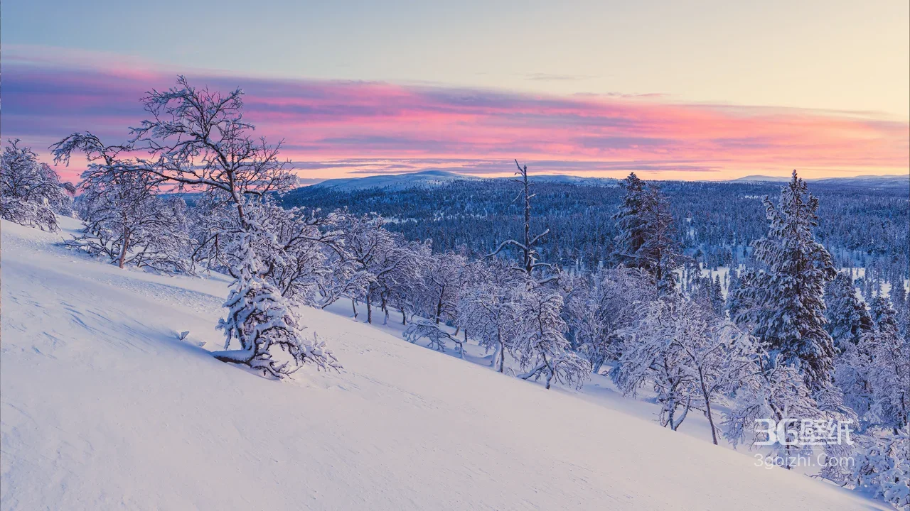 雪原森林雪树·唯美梦幻 粉紫霞光冬季自然电脑壁纸1