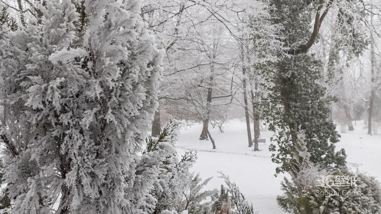 冬日雪林·唯美银白秘境 公园雪景电脑壁纸1