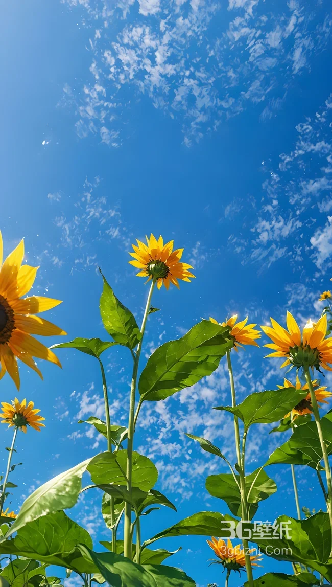向日葵蓝天·清新唯美风 治愈系植物手机壁纸1
