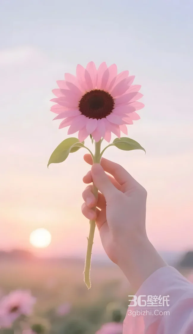 手捧粉向日葵·唯美日落黄昏 治愈系手机壁纸精选1