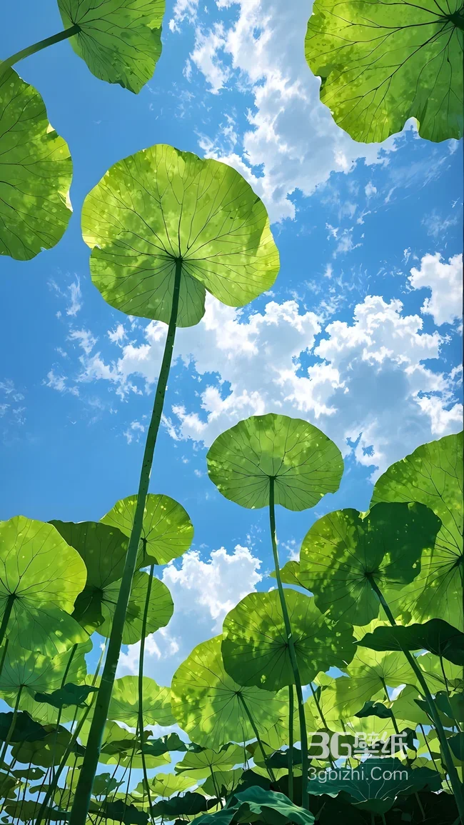 夏日莲叶蓝天·清新唯美 治愈系手机壁纸1
