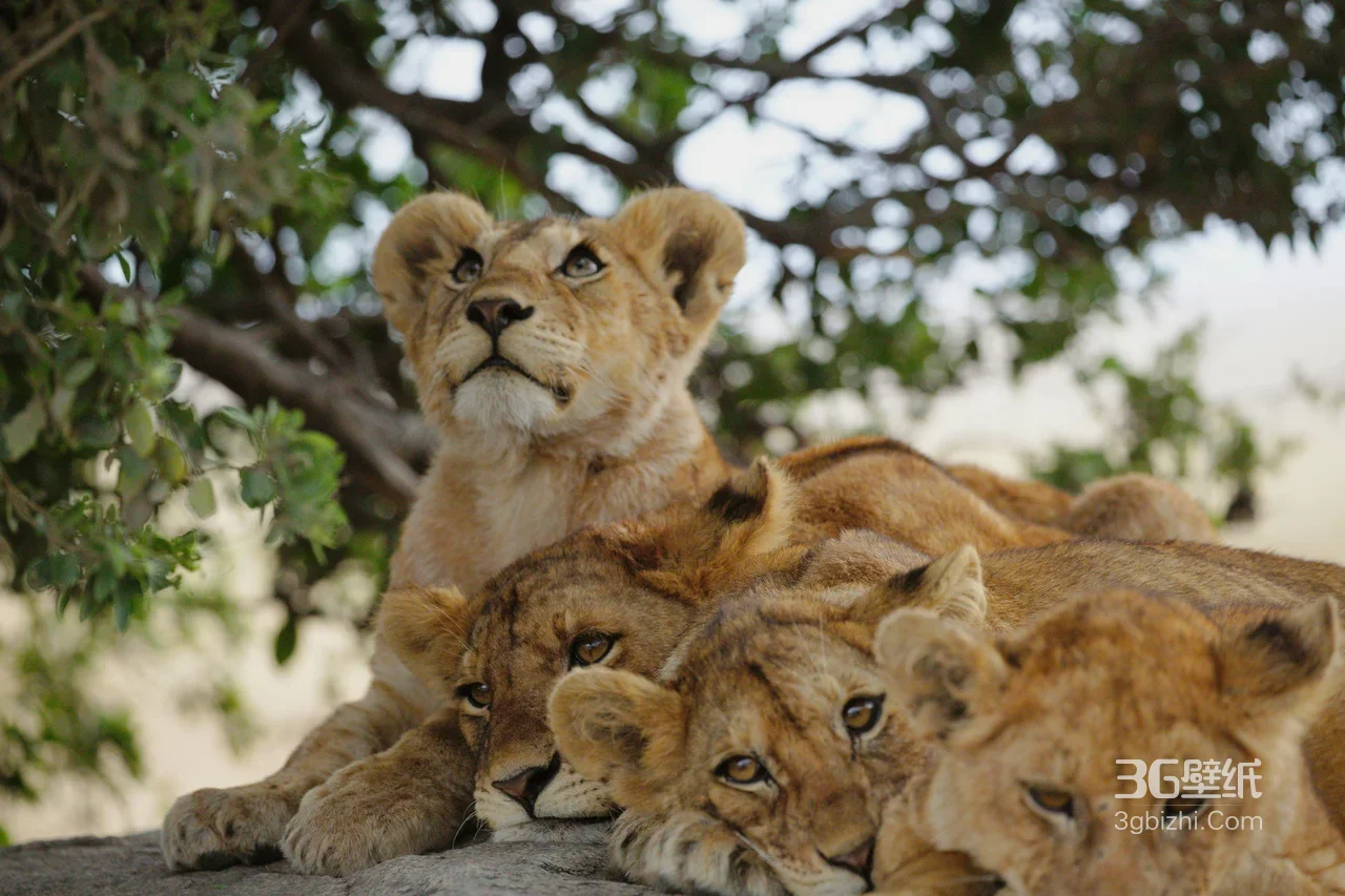 非洲草原狮群幼崽·写实自然风 野生动物电脑壁纸精选1