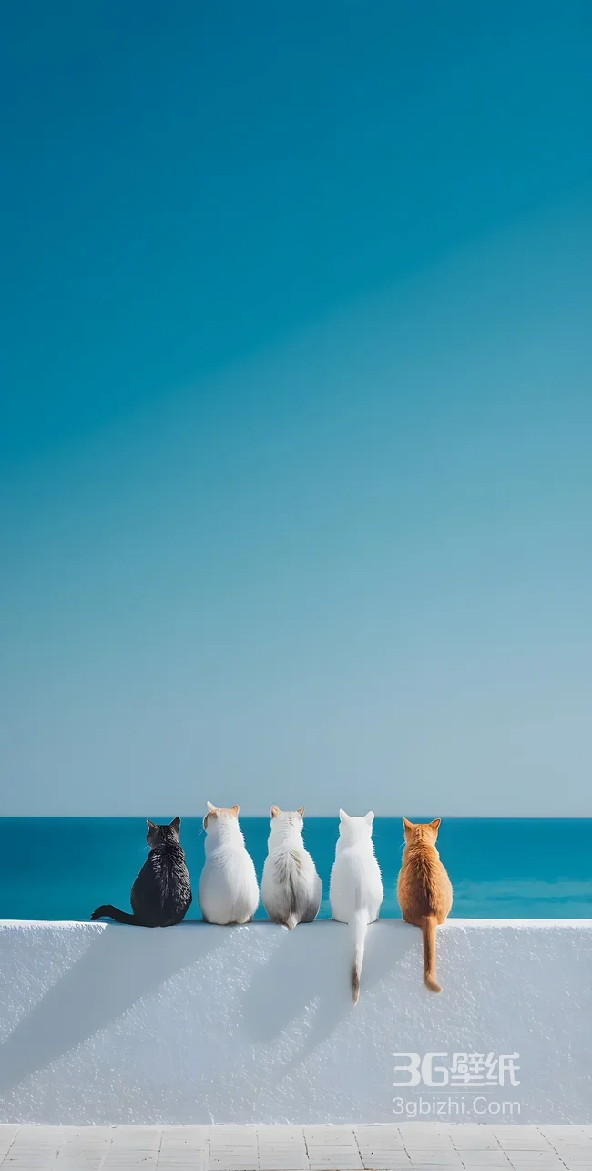 五只猫咪望海·清新治愈风 海边猫咪壁纸1