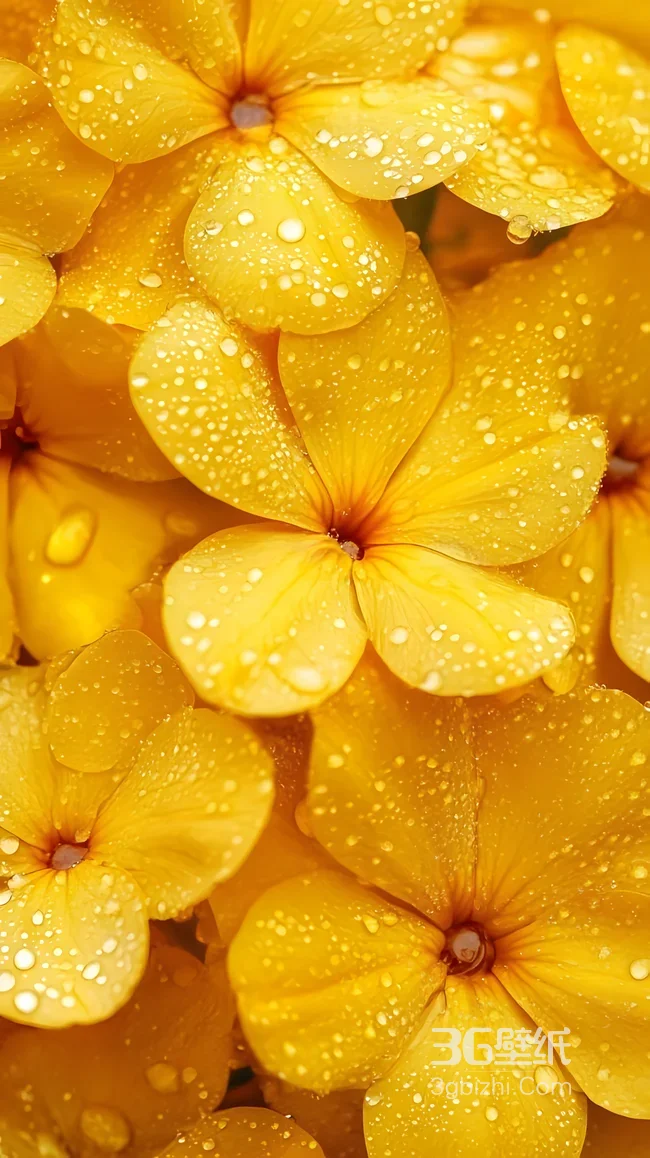 黄色花朵·水珠点缀 唯美清新治愈系手机壁纸1