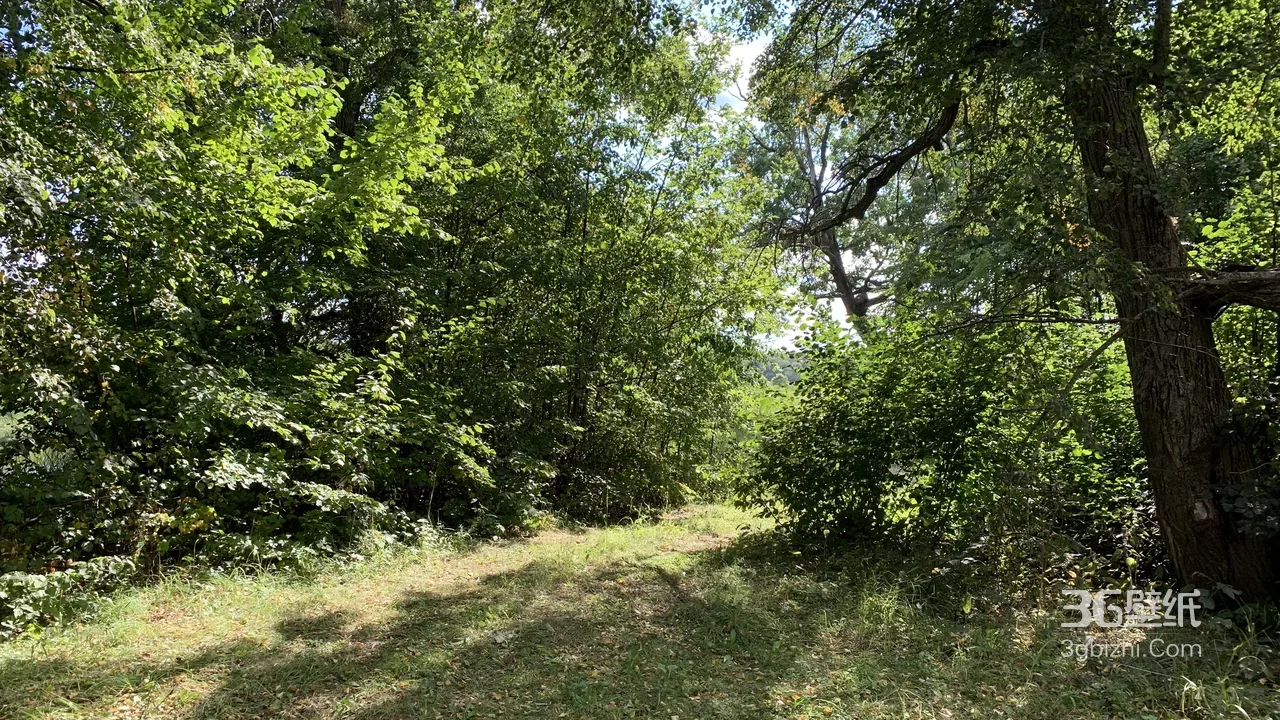 林间小径·自然清新风 森系治愈电脑壁纸1