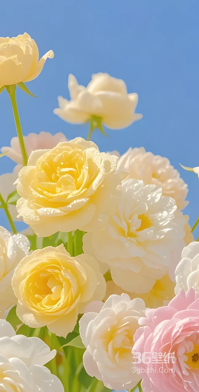 唯美清新黄白粉玫瑰带露珠 治愈系手机壁纸1