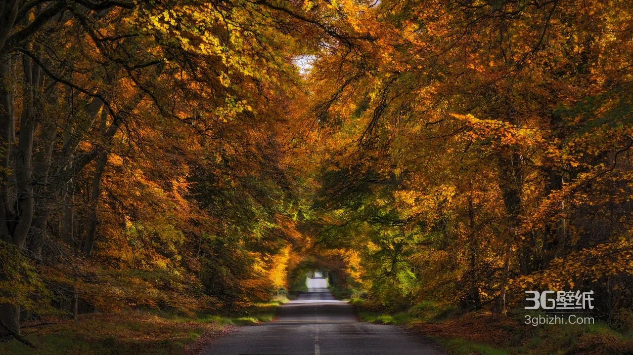 秋日森林公路隧道·唯美自然风 秋季风景电脑壁纸热门款1