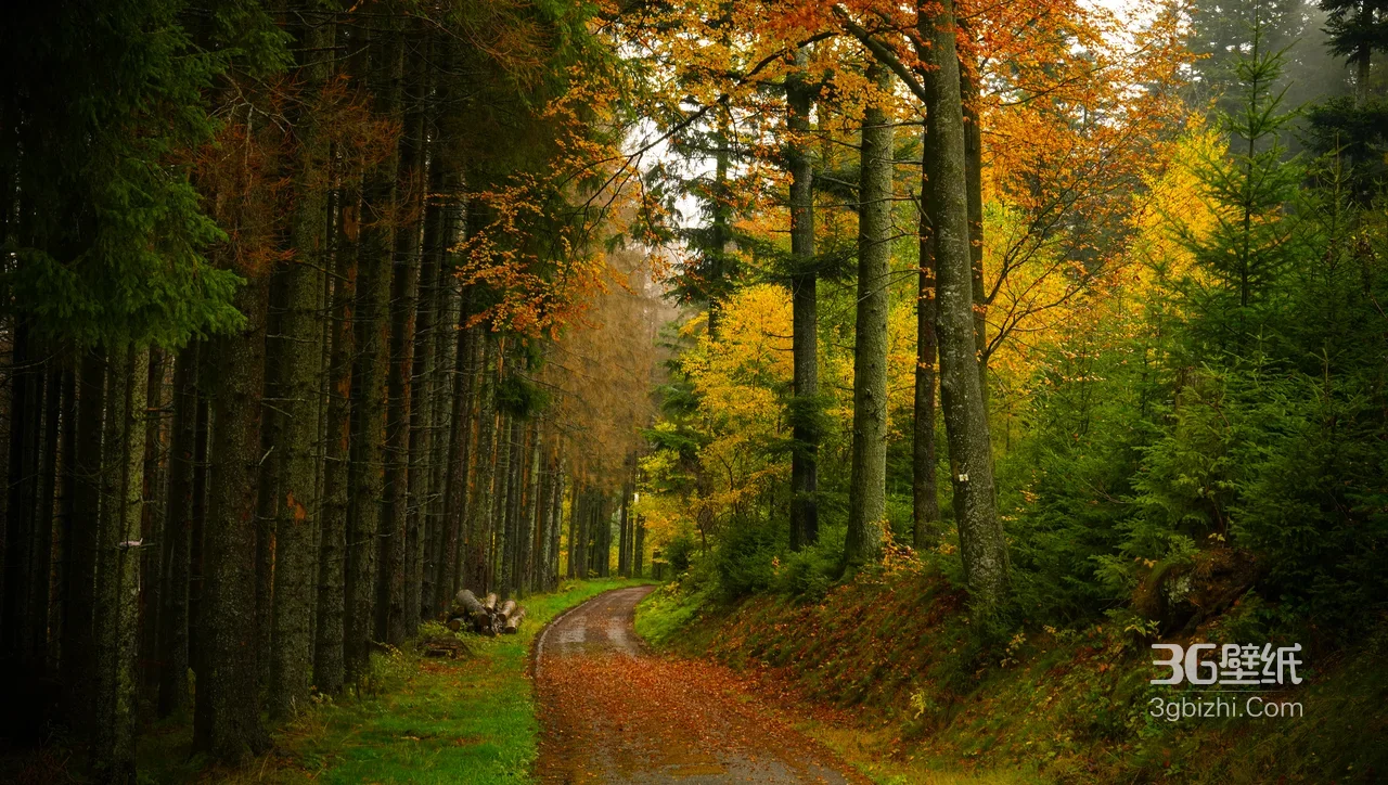 秋日森林蜿蜒小路·唯美自然风 治愈系林间秘境电脑壁纸1