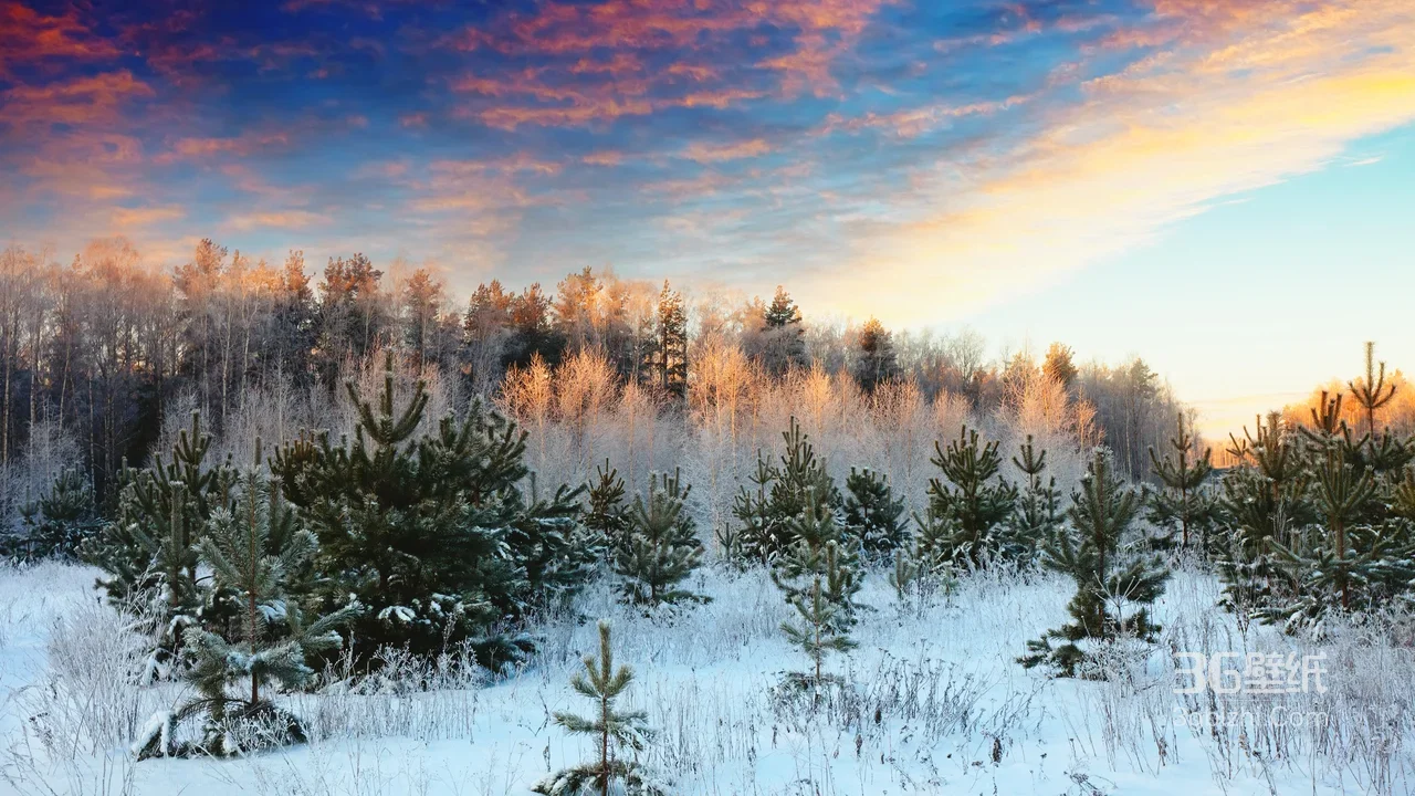 雪后幼松森林·唯美晨曦 冬日雪景壁纸1