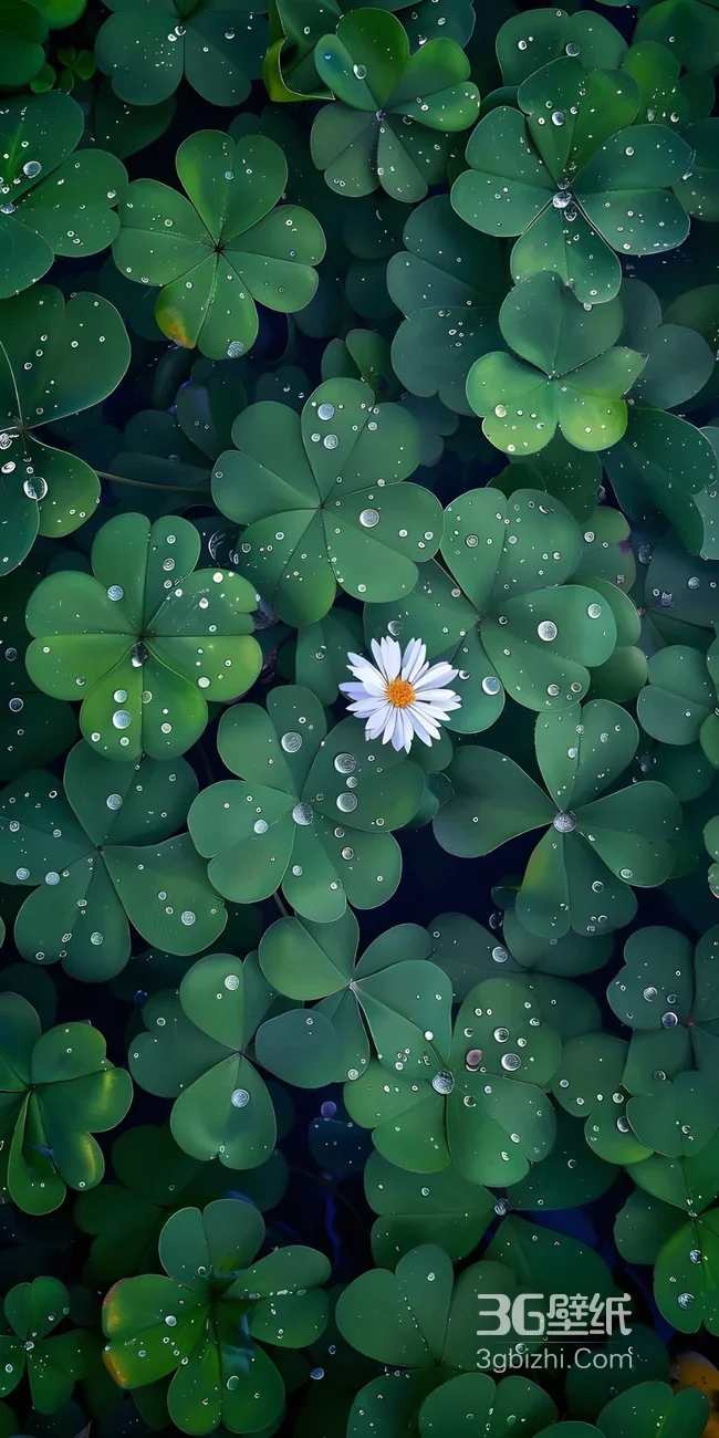 唯美清新三叶草雏菊·治愈系绿植手机壁纸1