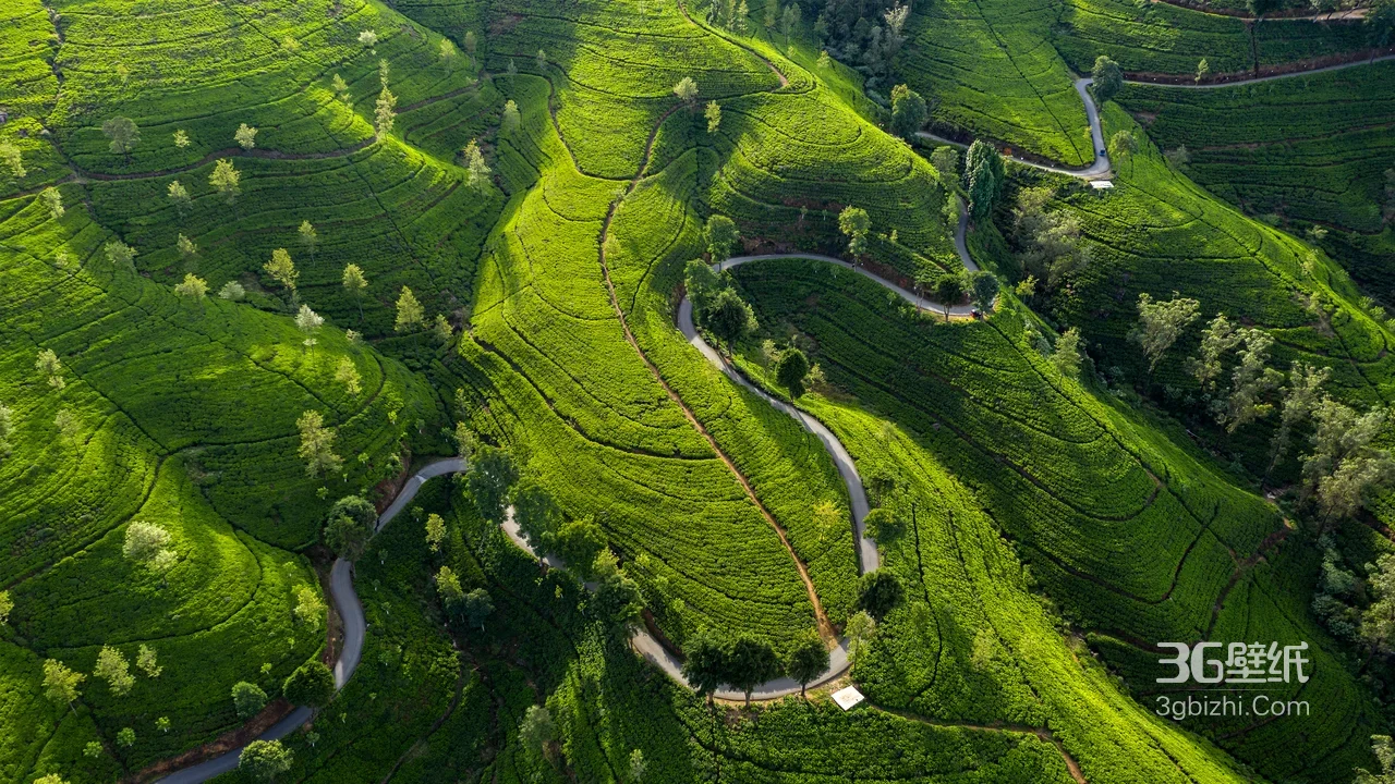 茶园梯田蜿蜒公路·唯美清新风 茶乡风景电脑壁纸1