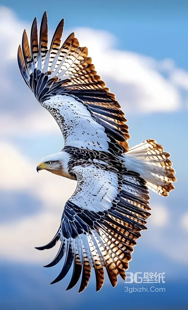写实风翱翔飞鹰·霸气飞行动物手机壁纸1