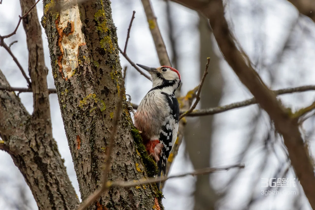 大斑啄木鸟·写实自然风 树干栖息生态高清桌面背景1
