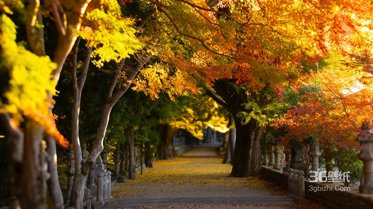 秋日神社林荫步道·唯美日式古风 落叶铺地电脑壁纸1