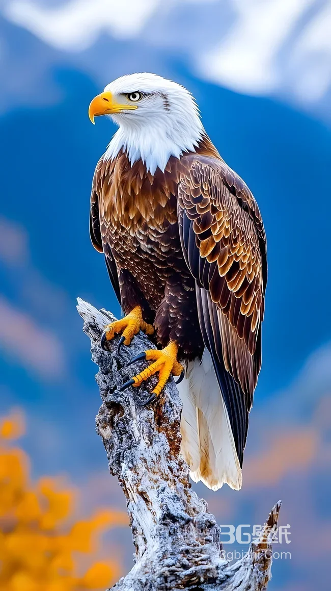白头鹰·威严写实风 山野王者栖息枯木 高质感动物壁纸1