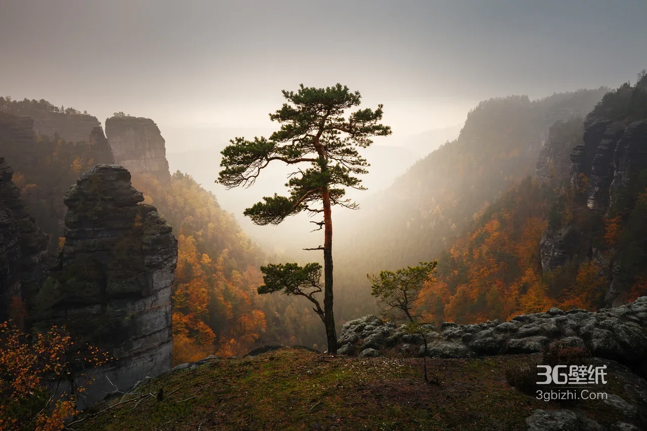 砂岩峰林孤松·秋林雾霭 唯美宽屏秋日壁纸1