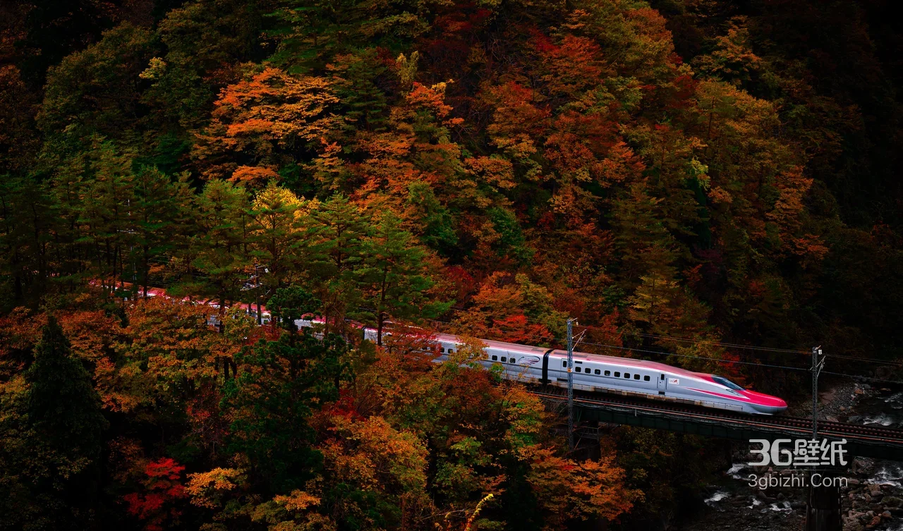 新干线高铁·秋叶森林穿行 唯美日系高热度电脑壁纸1