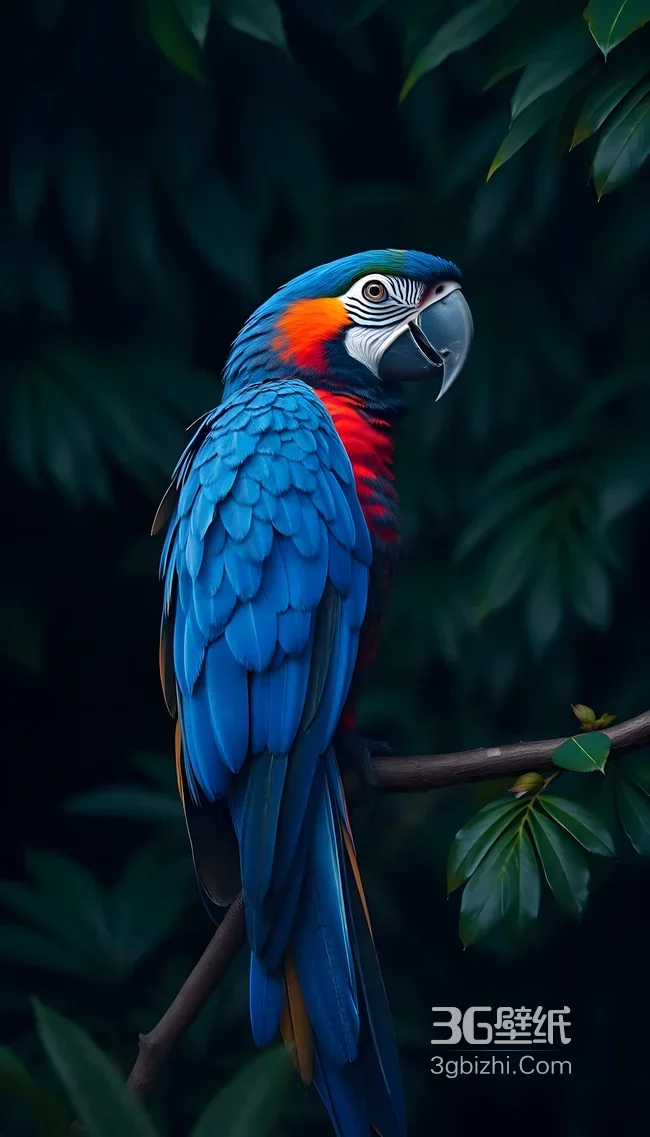 蓝红金刚鹦鹉·写实风·高清动物手机壁纸1