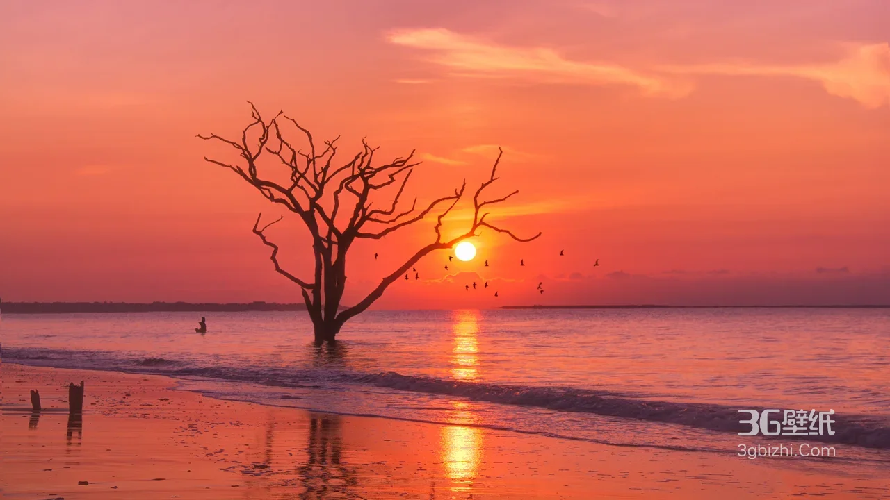 海中枯树·唯美日落海景 飞鸟剪影治愈系电脑壁纸1