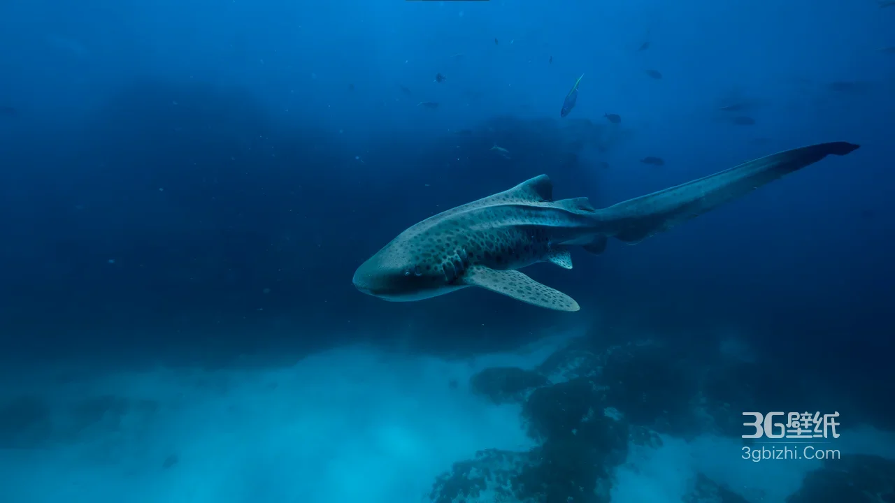豹纹鲨·斑点长尾 写实深海 海底生态电脑壁纸精选1