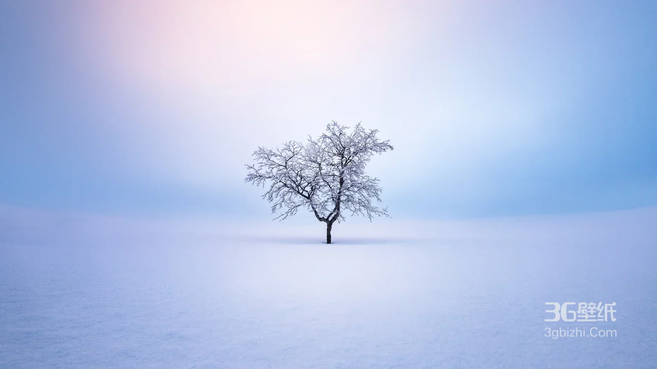 雪地孤树·唯美梦幻 冬日静谧风景电脑壁纸1