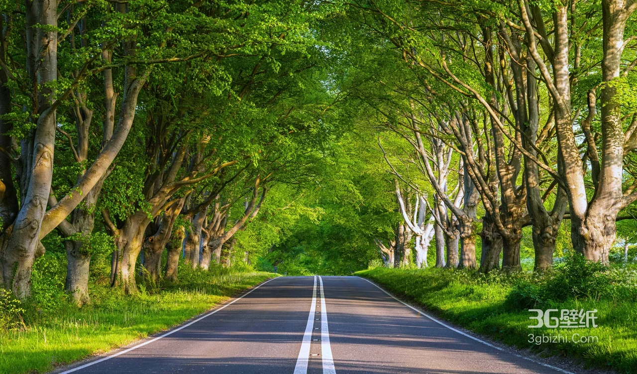林荫公路·唯美清新自然风 治愈系宽屏壁纸1