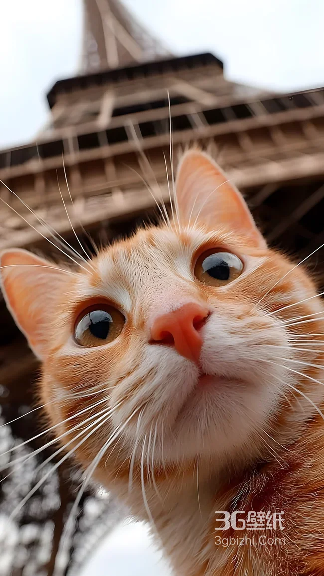 橘猫·灵动大眼 埃菲尔铁塔·写实可爱 治愈系手机壁纸1
