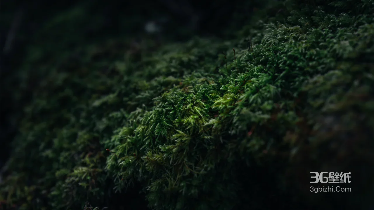 苔藓植被·暗黑森系风 幽深静谧自然电脑壁纸1