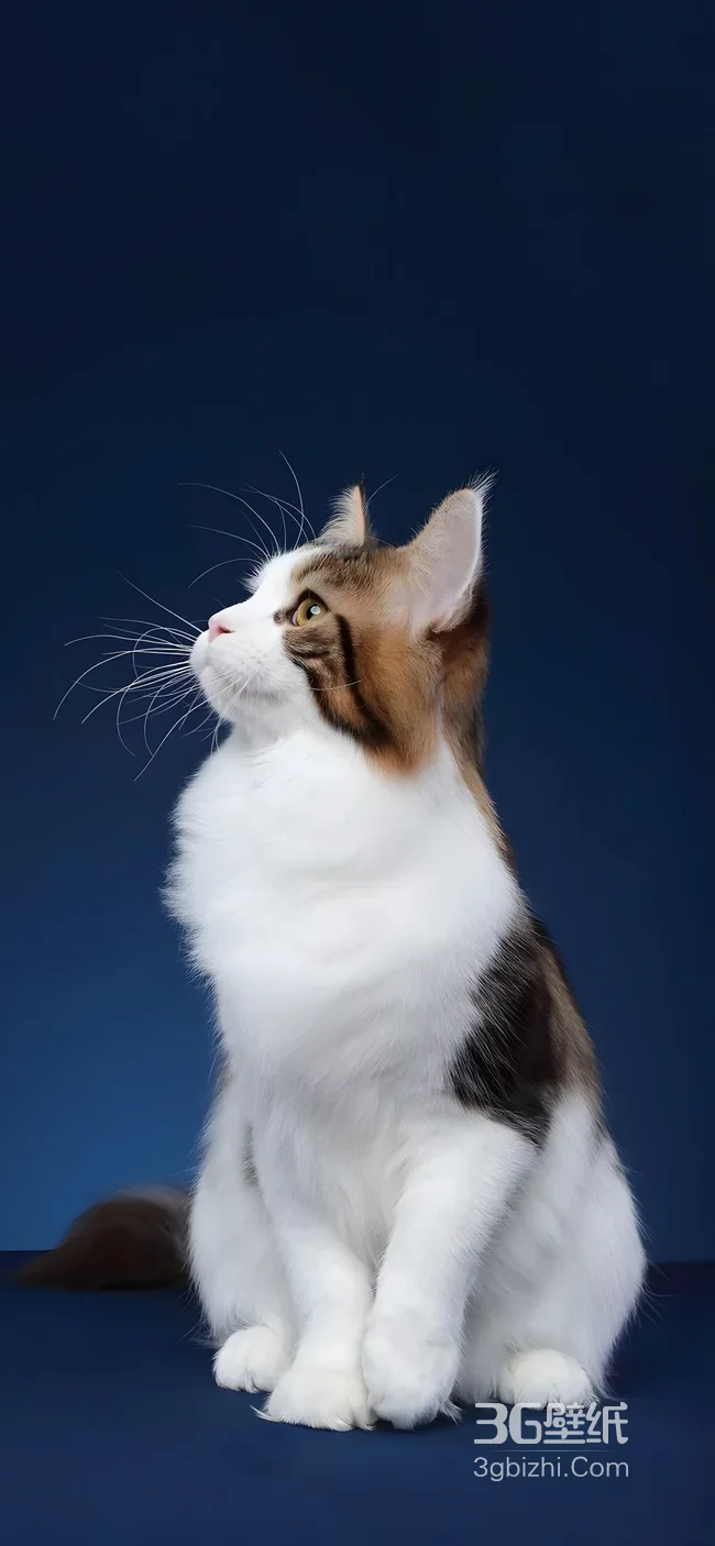 三色长毛猫·唯美写实风高清手机壁纸1