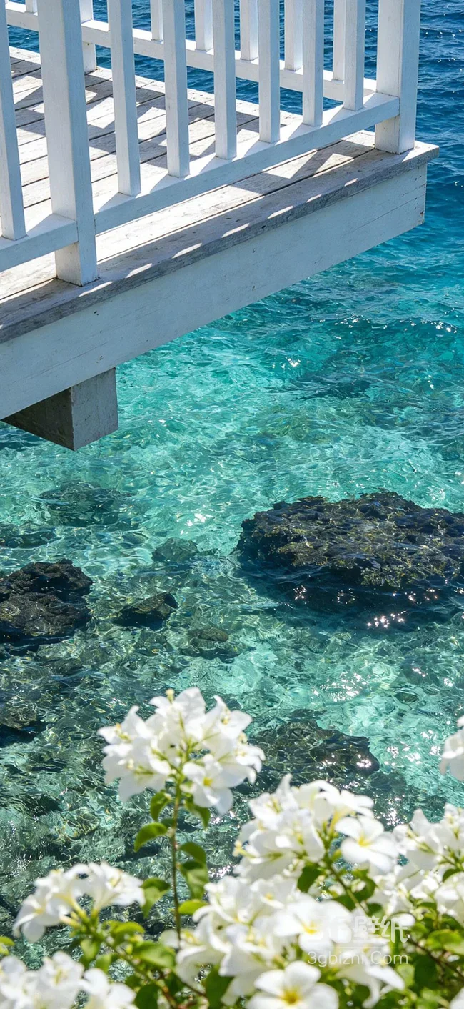 海边白色栈桥与白花卉·唯美清新风·海边度假风手机壁纸1