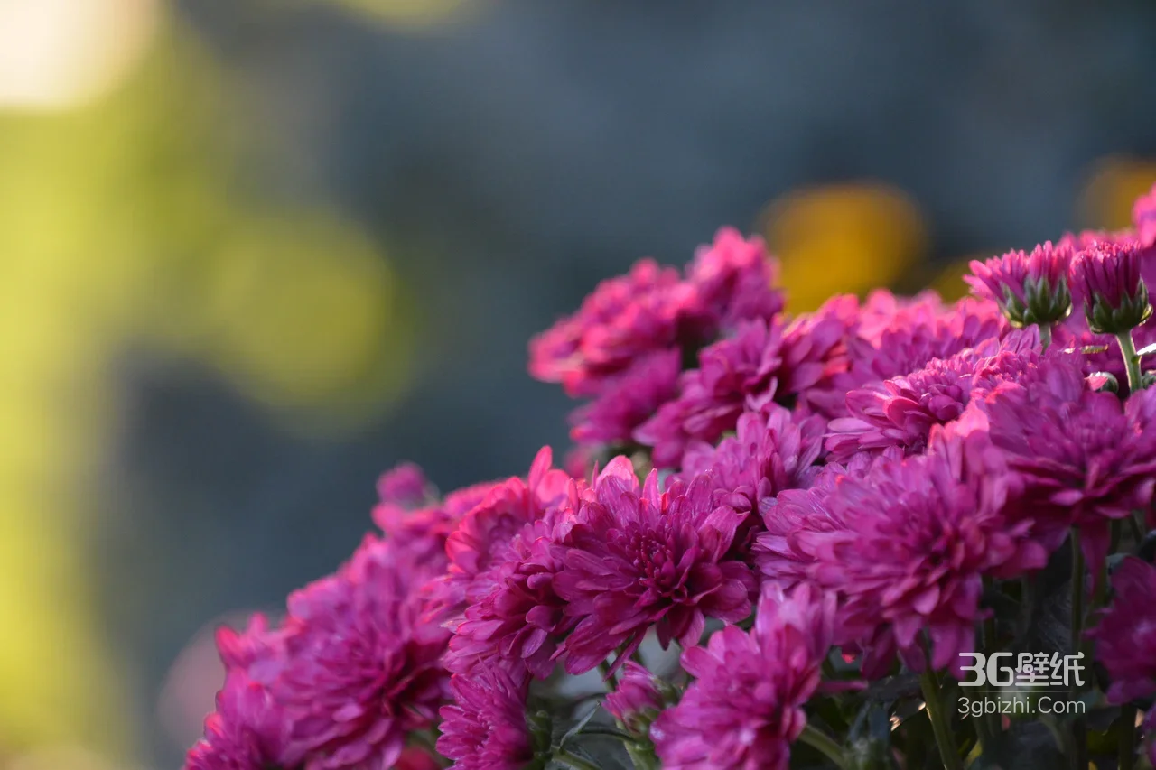 唯美紫色菊花簇·清新自然电脑壁纸（高画质花卉背景）1