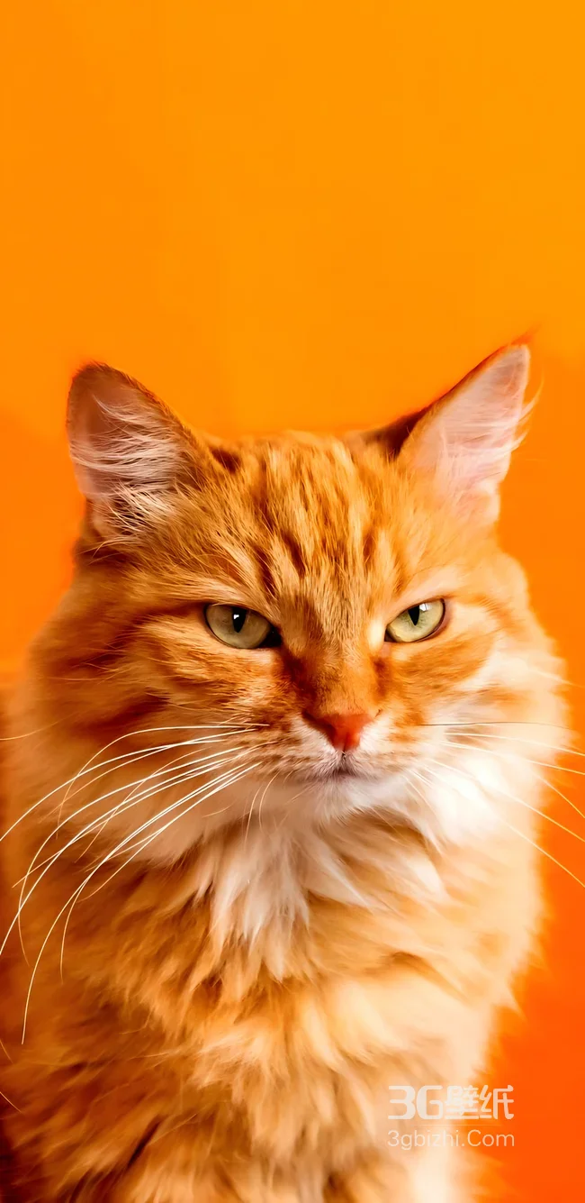 橘猫·傲娇神态 暖橙写实风 高质感宠物壁纸1