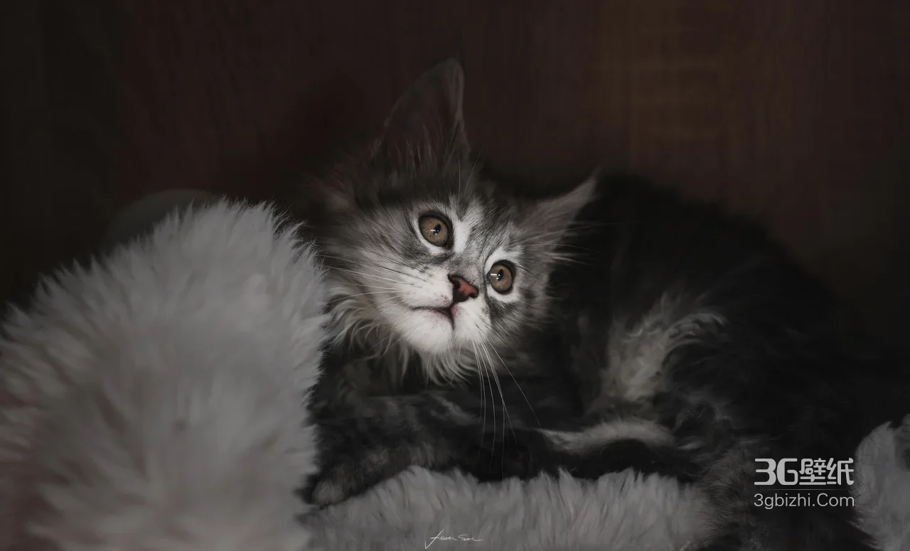 灰黑纹小猫·写实温馨风 高清宠物桌面背景1
