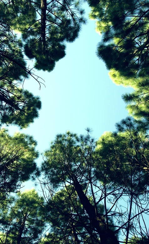 树荫下的天空—绿色护眼手机壁纸-iPhone17-1